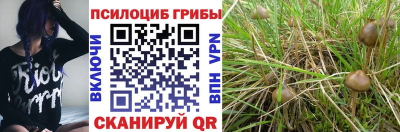 Псилоцибиновые грибы Psilocybe  дарнет шоп  Ачинск 